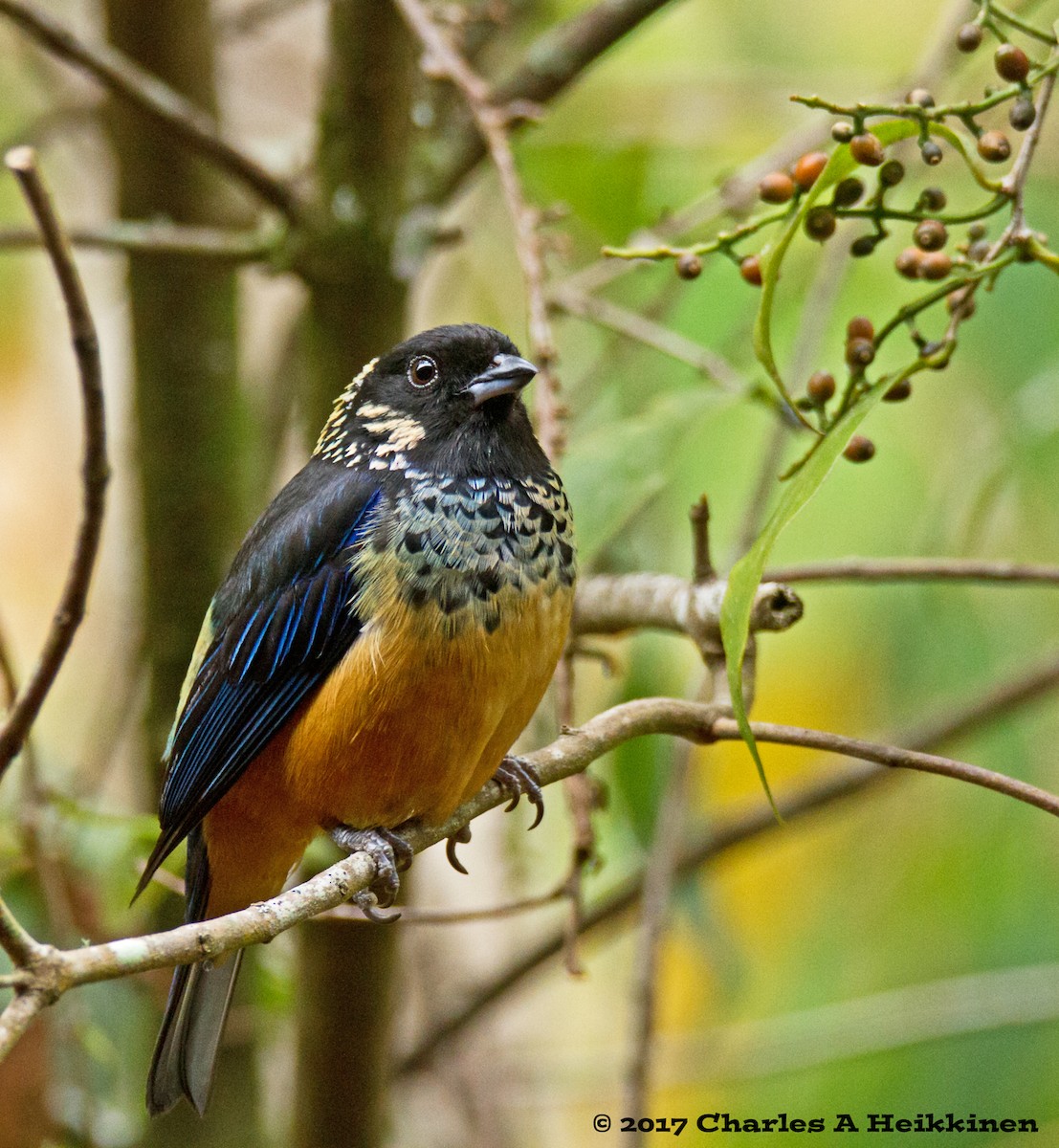 Spangle-cheeked Tanager - ML60014751