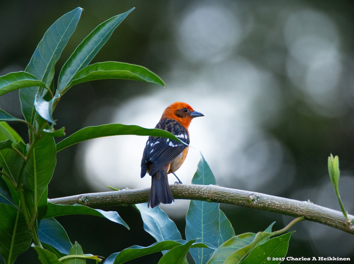 Flame-colored Tanager - ML60014821