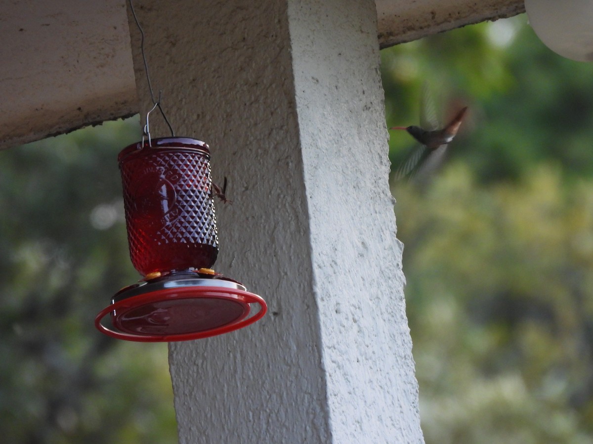 Buff-bellied Hummingbird - ML600148721