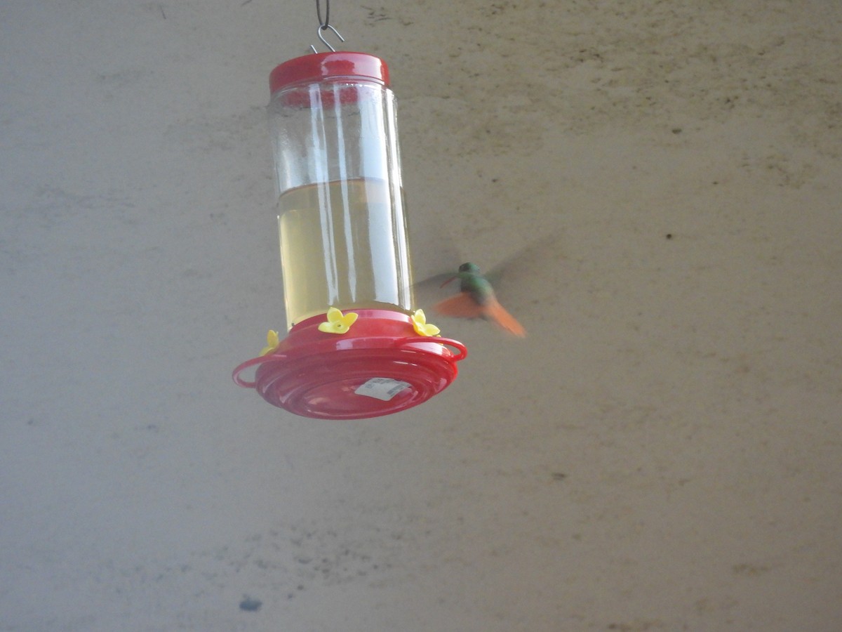 Buff-bellied Hummingbird - ML600148731