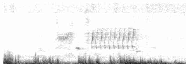 Troglodyte des marais - ML600149471