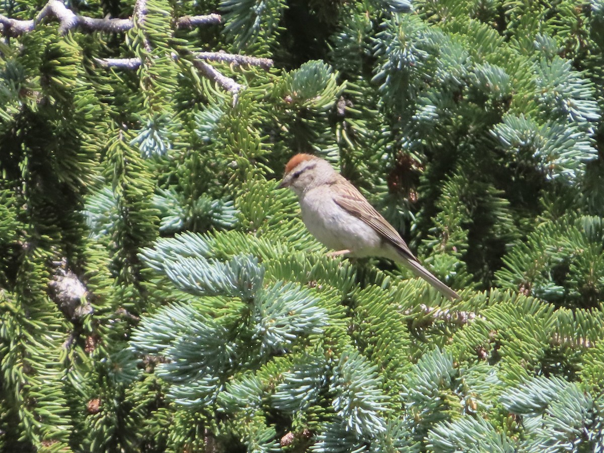 Chipping Sparrow - ML600150671