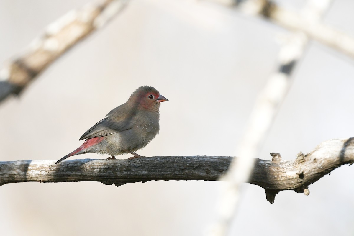 Red-billed Firefinch - Paul Shaffner