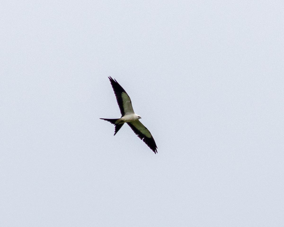 Swallow-tailed Kite - Tennessee Rare Bird Records