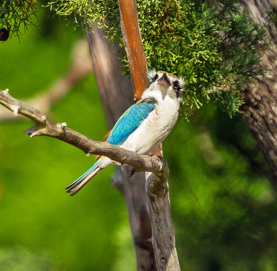 Red-backed Kingfisher - ML600153971