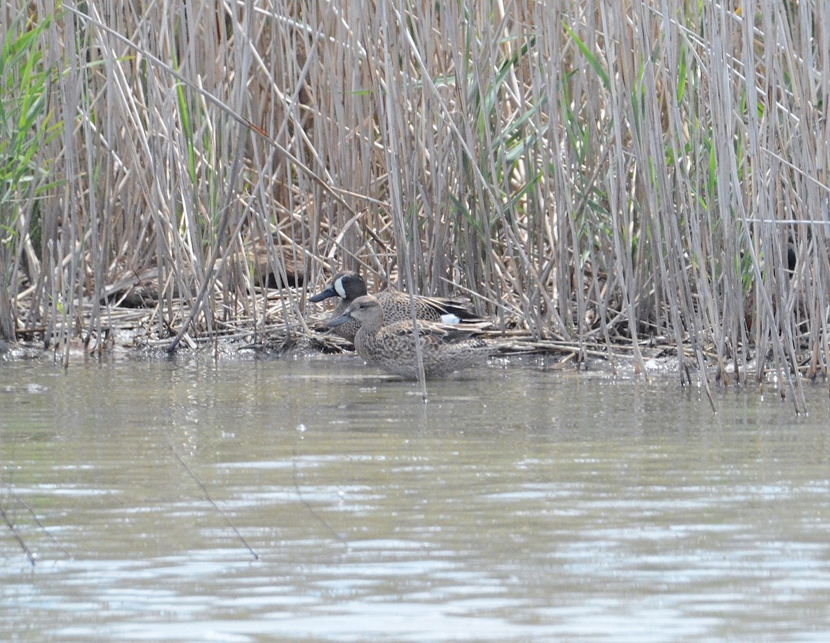 Blue-winged Teal - ML60015731