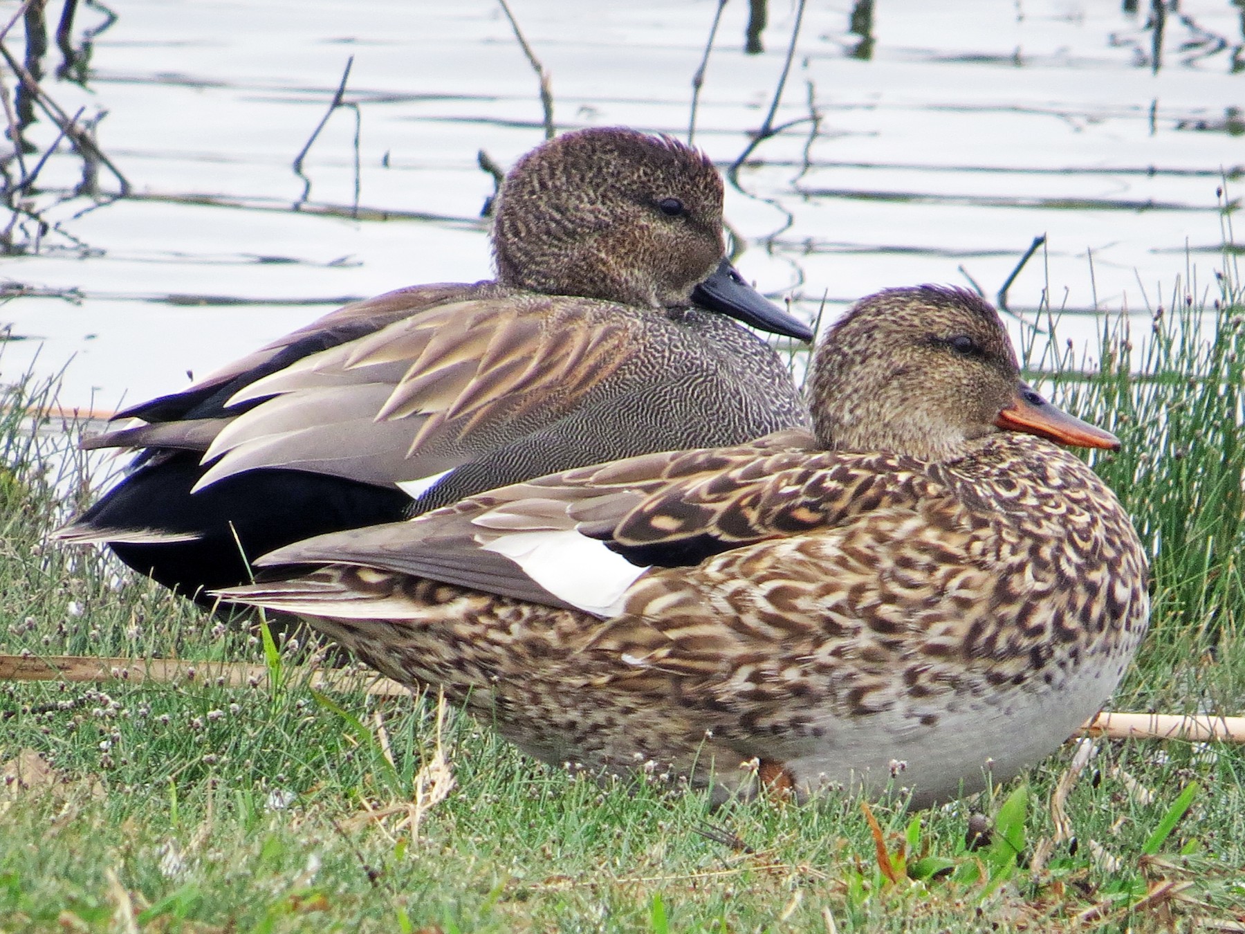 Appeau à canard colvert et canard chipeau SP CALLS