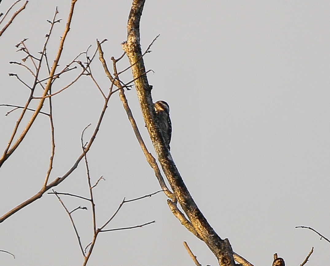 Sunda Pygmy Woodpecker - ML600160331