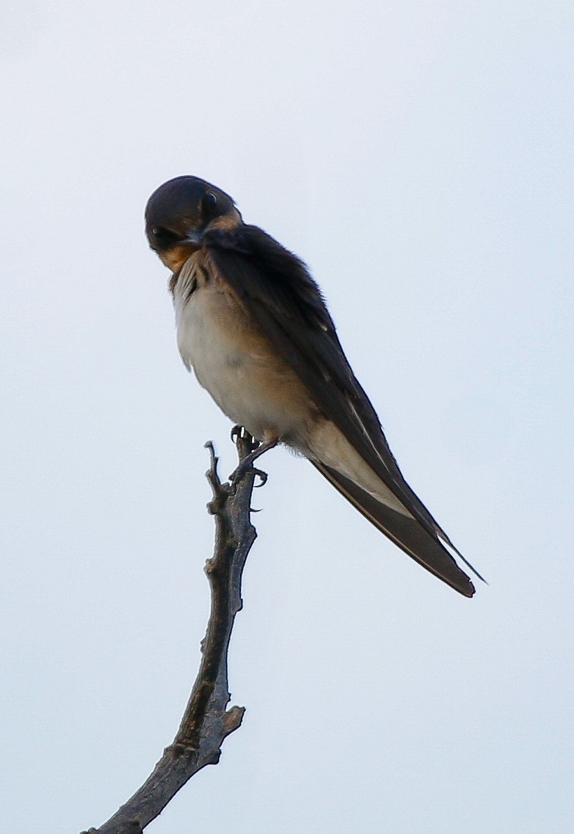 Barn Swallow - ML600160411