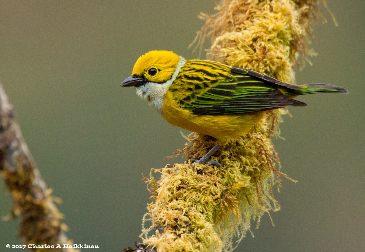 Silver-throated Tanager - ML60016071