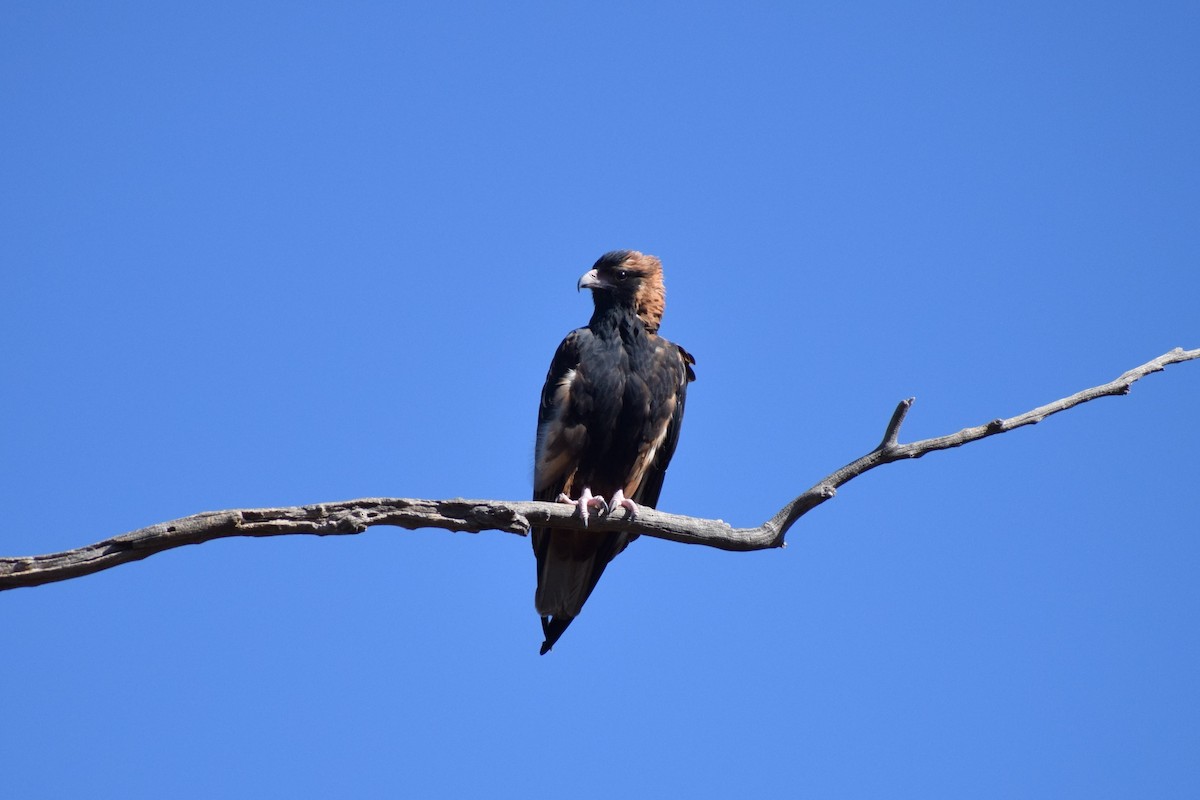 Black-breasted Kite - ML60016211