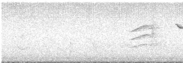 Speckled Warbler - ML600162701