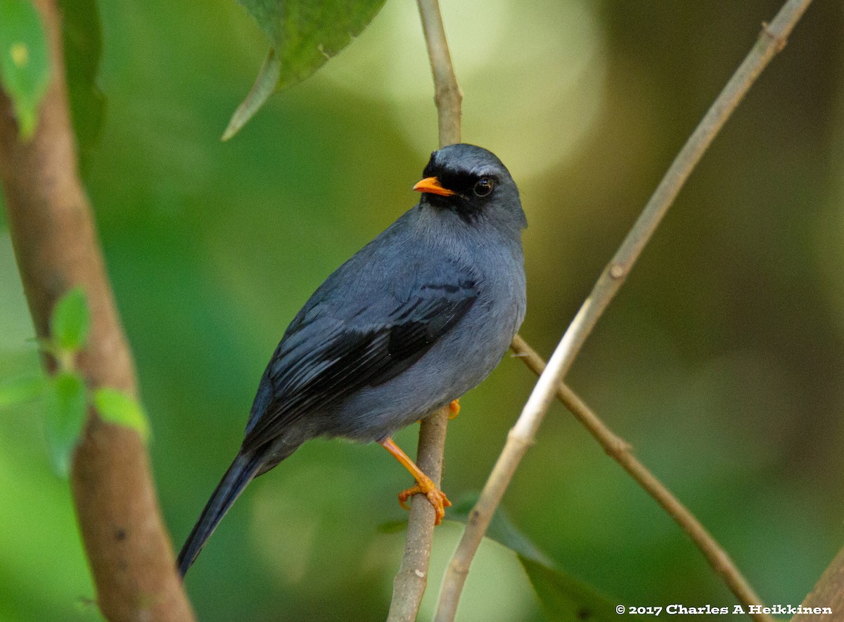 Black-faced Solitaire - ML60016311