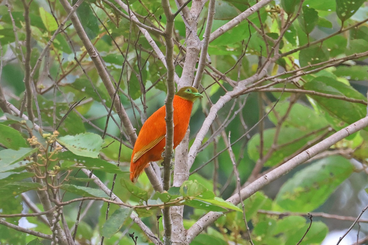 Orange Dove - Charley Hesse TROPICAL BIRDING