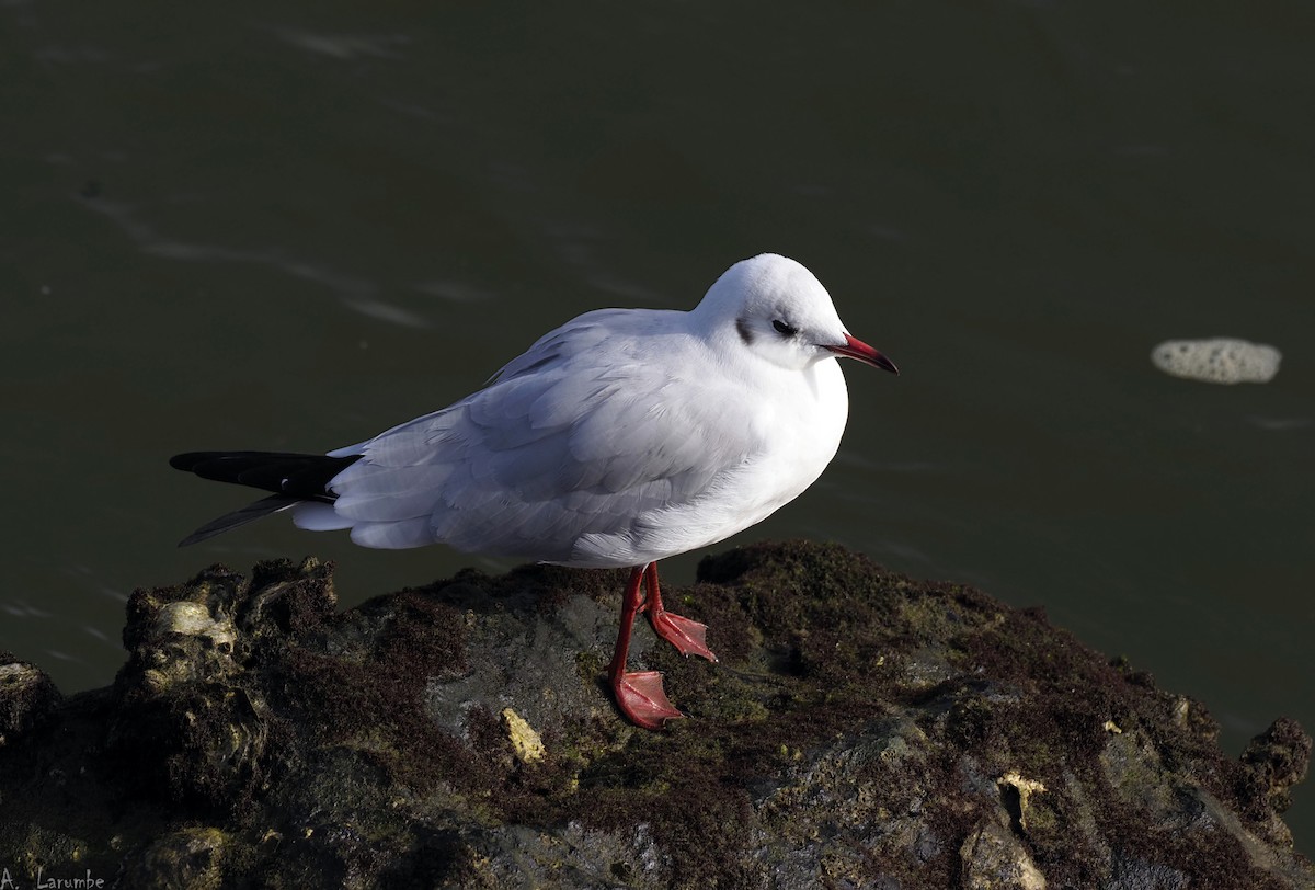 Mouette rieuse - ML600174061