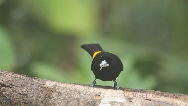 Flame-rumped Tanager (Lemon-rumped) - ML600174741