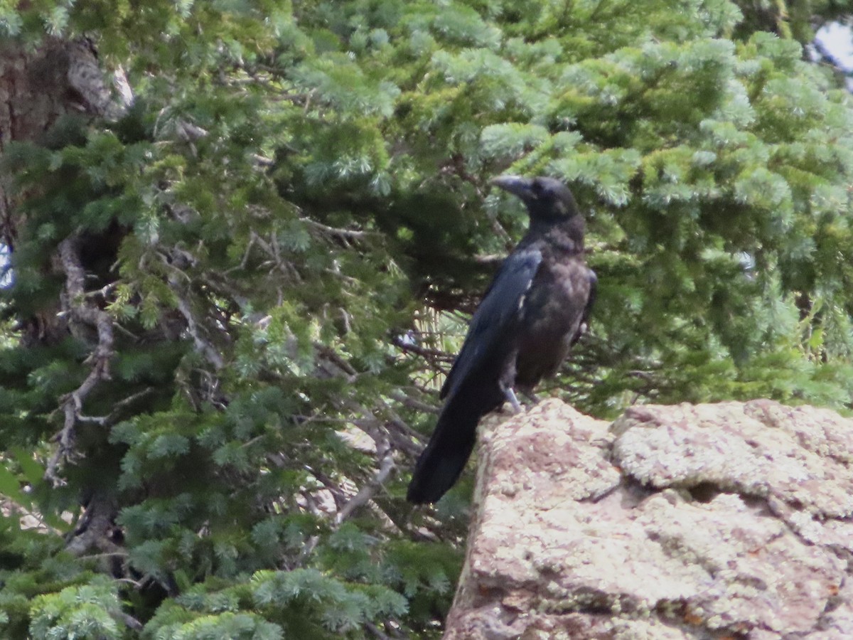 Common Raven - Art Hudak