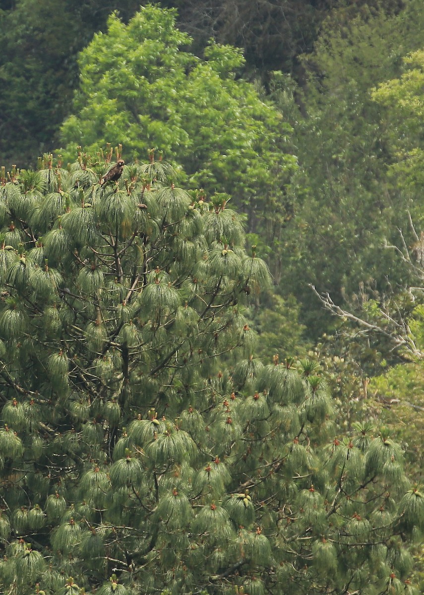 Red-tailed Hawk (calurus/alascensis) - ML60017551