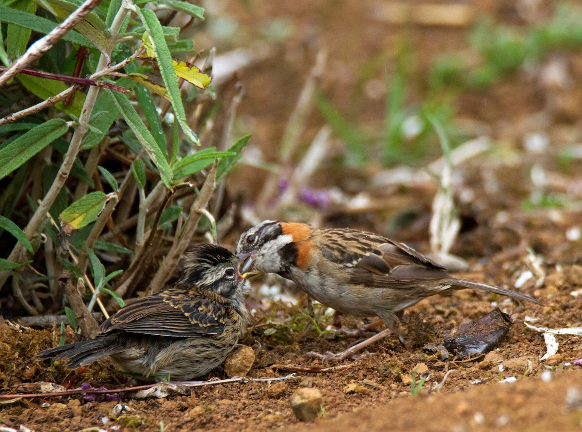 Rufous-collared Sparrow - ML60017561