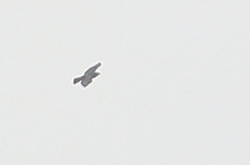 Broad-winged Hawk - ML60017781