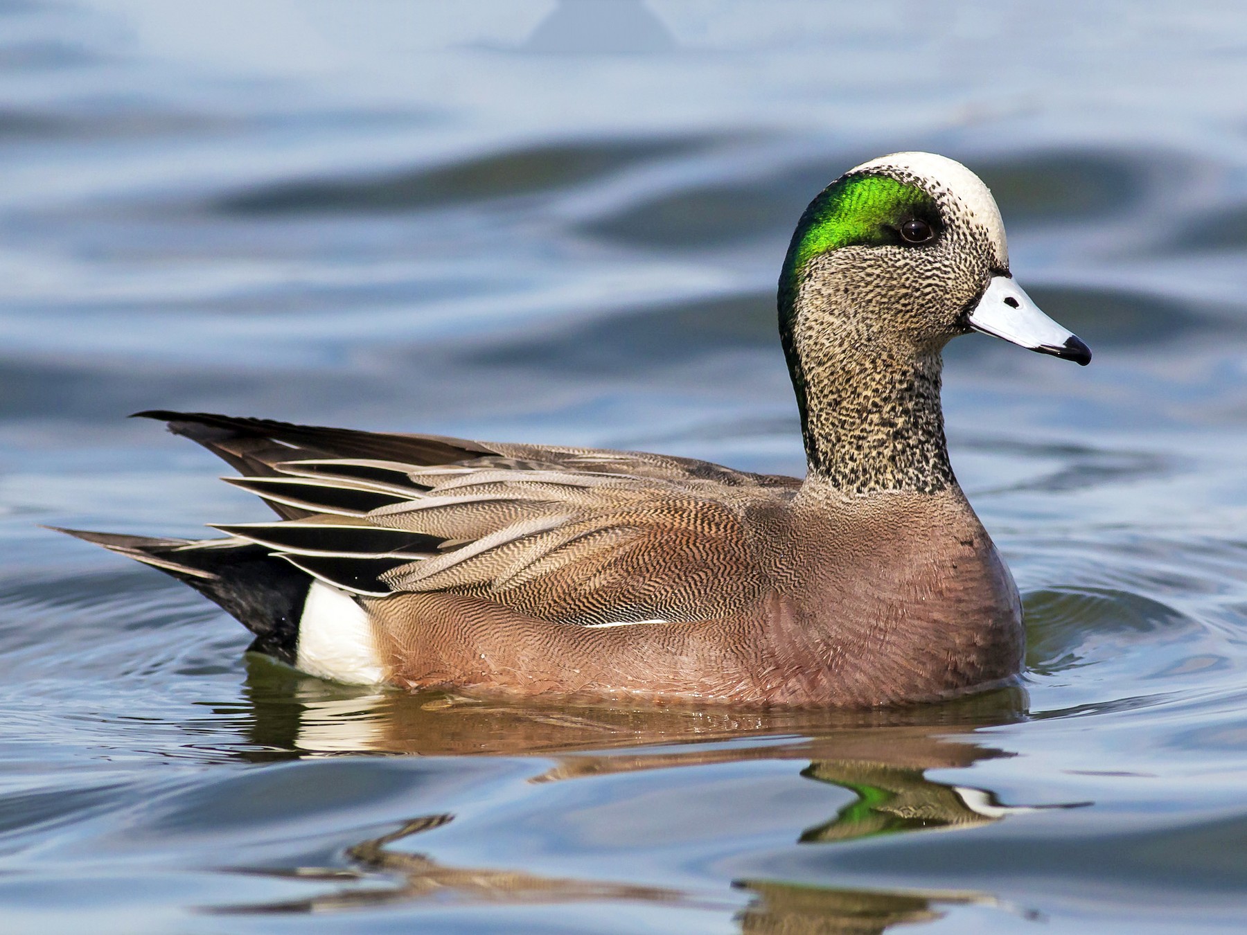 american wigeon in flight