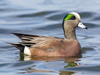  - American Wigeon