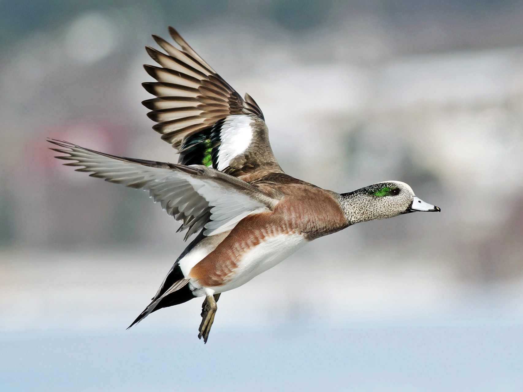 American Wigeon - Alix d'Entremont