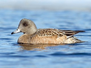  - American Wigeon