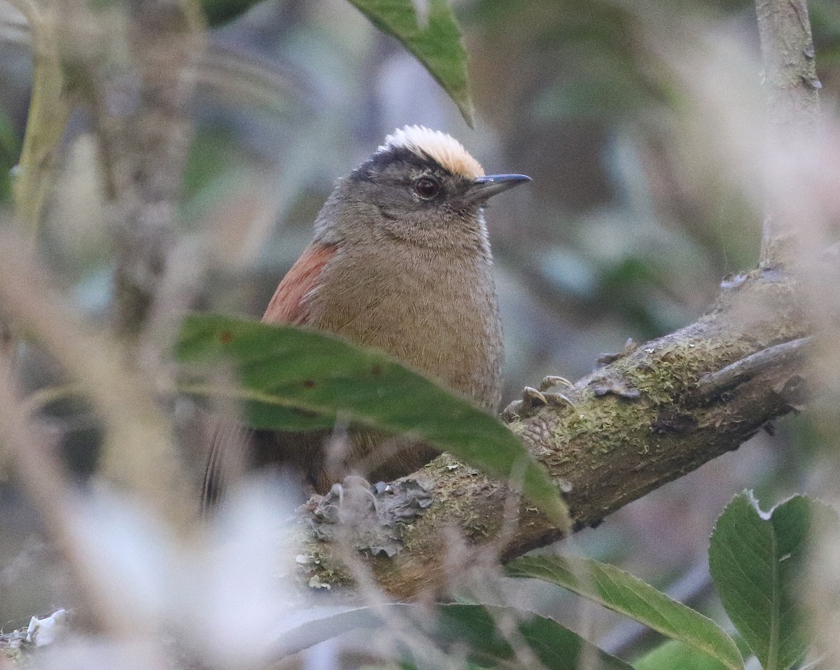 Light-crowned Spinetail - ML600181471