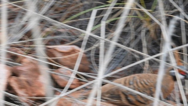 holub křepelčí - ML600182041