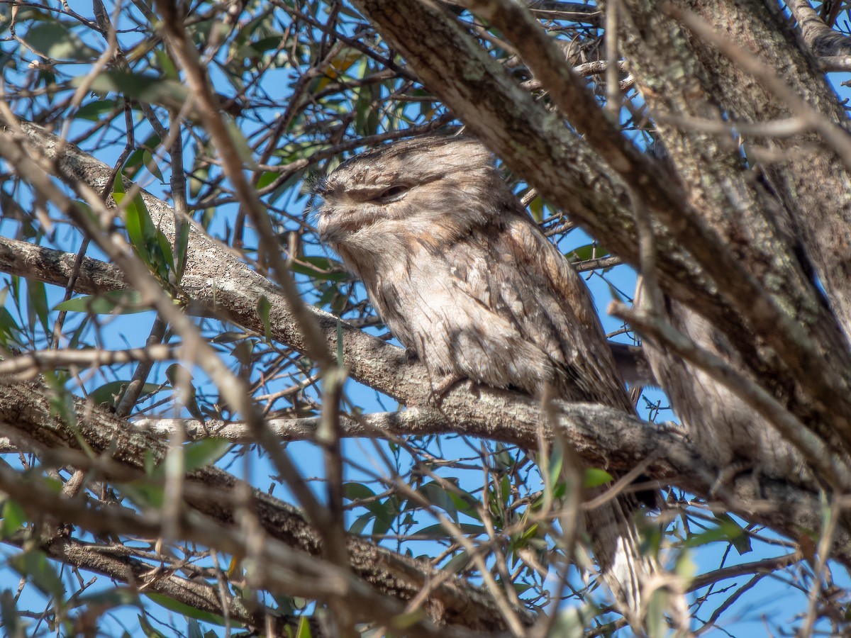 Tawny Frogmouth - Ian Melbourne