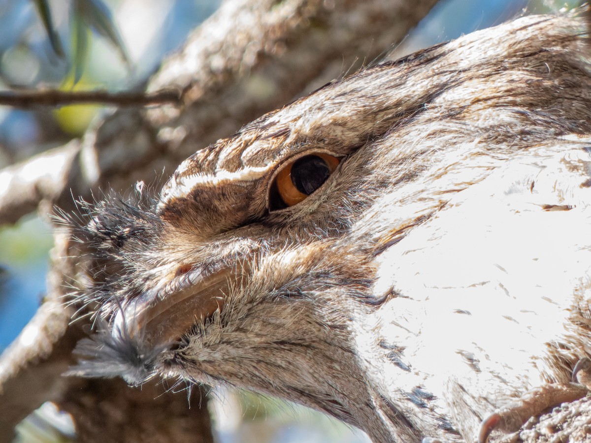 Tawny Frogmouth - Ian Melbourne