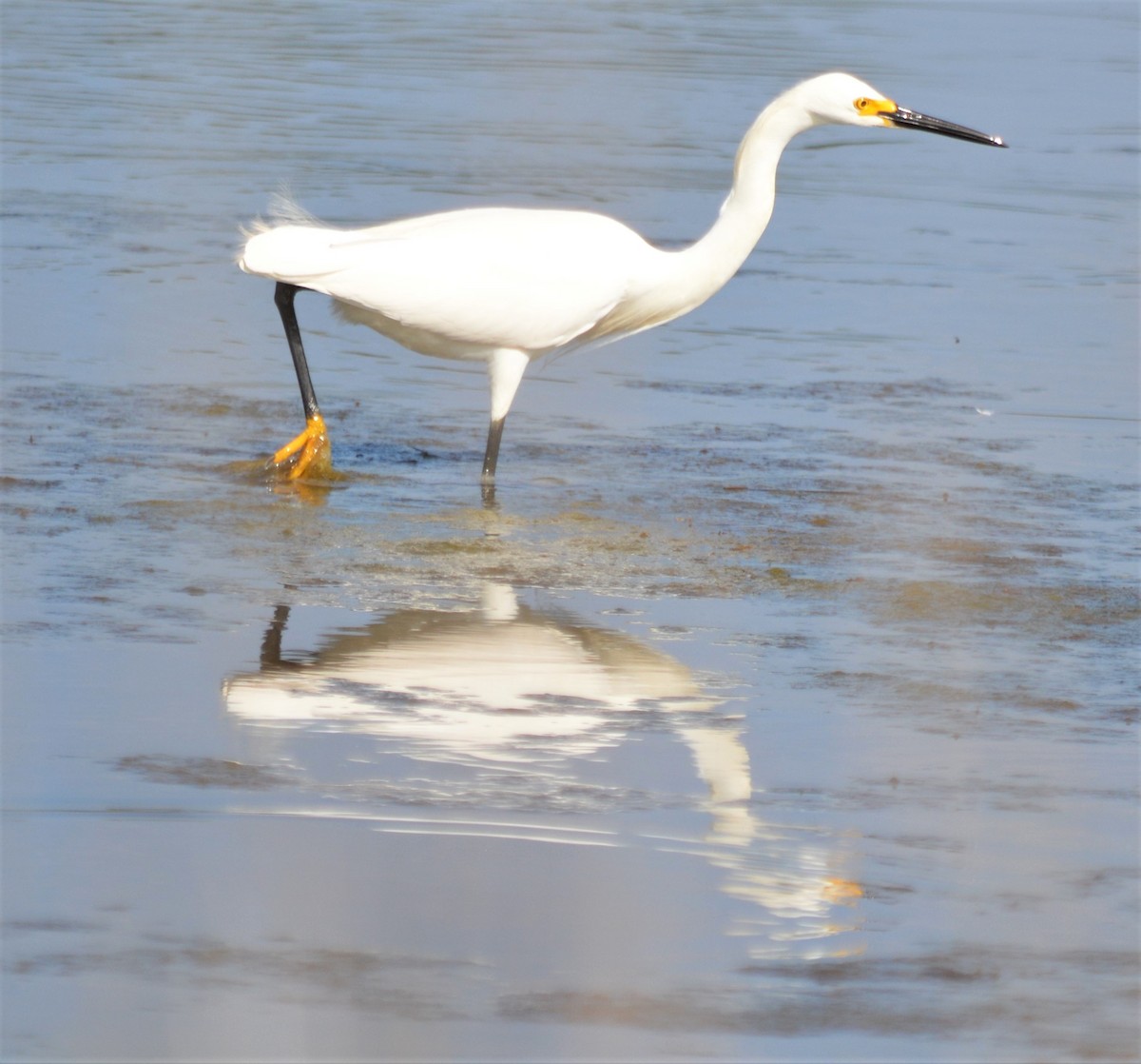 Snowy Egret - Micky Komara