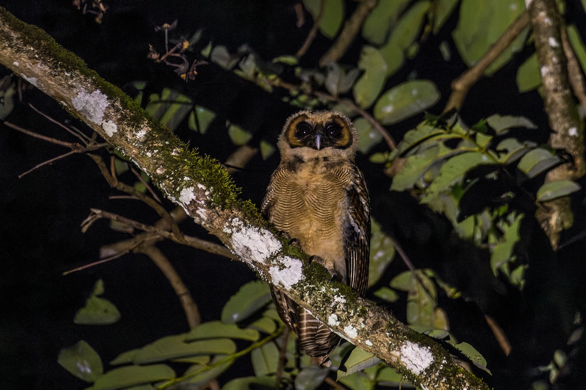 Brown Wood-Owl (Brown) - ML600188511