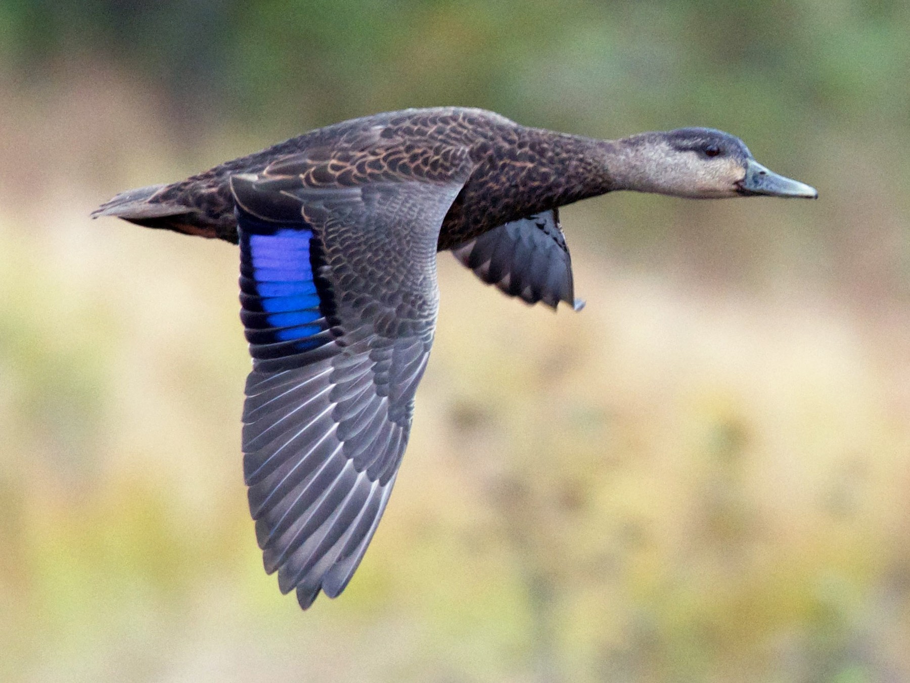 American Black Duck – Profile | Traits | Facts | Habitat | Breeding ...