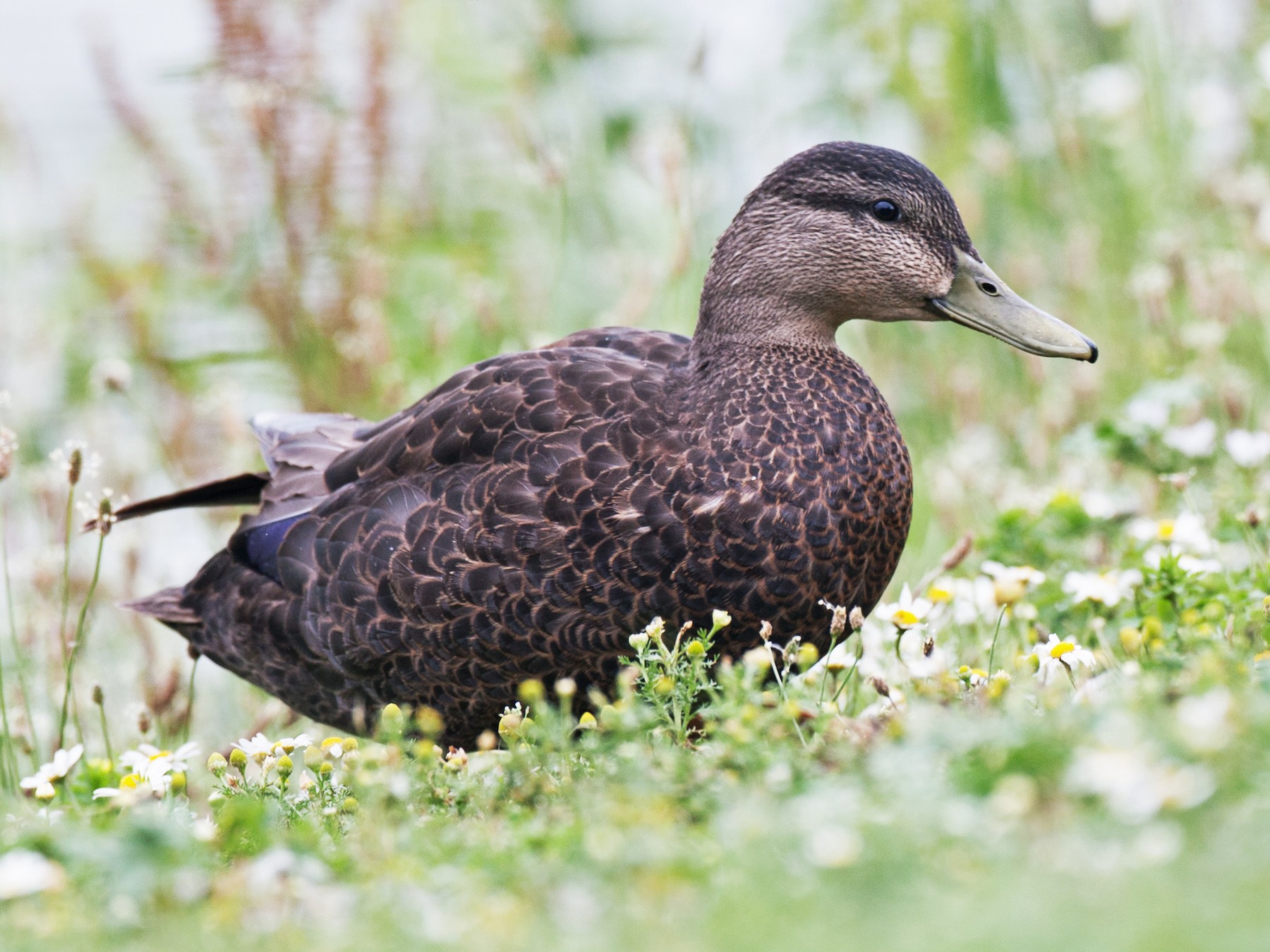 American Black Duck – Profile | Traits | Facts | Habitat | Breeding ...