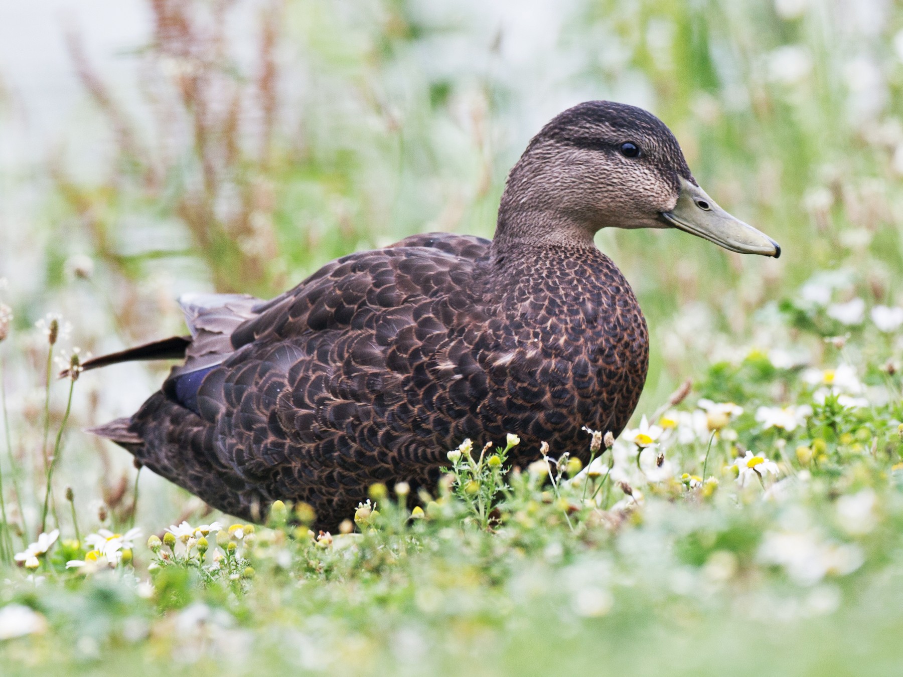 American Black Duck EBird