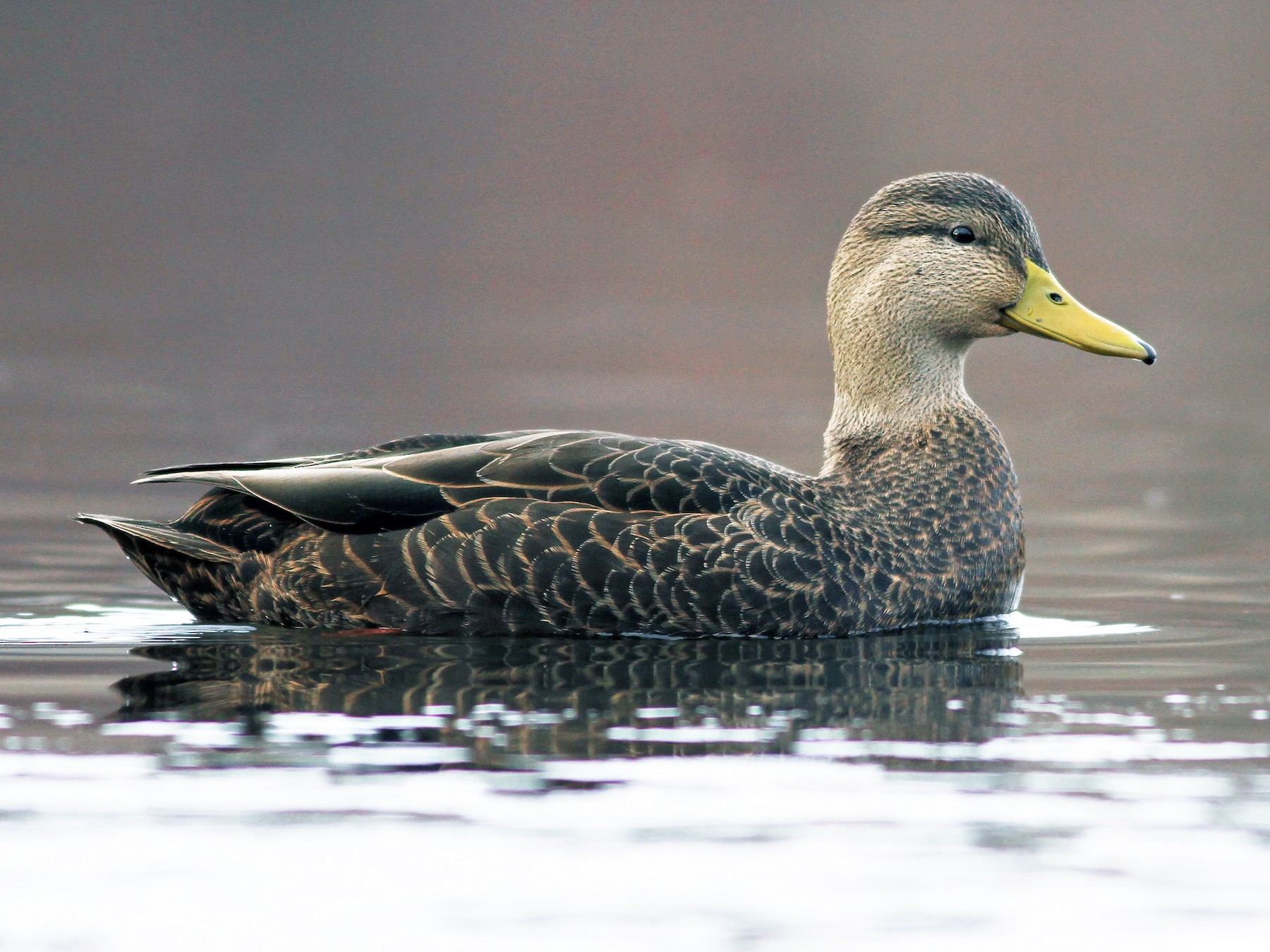 American Black Duck