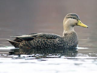 雄鳥 - Evan Lipton - ML60018911