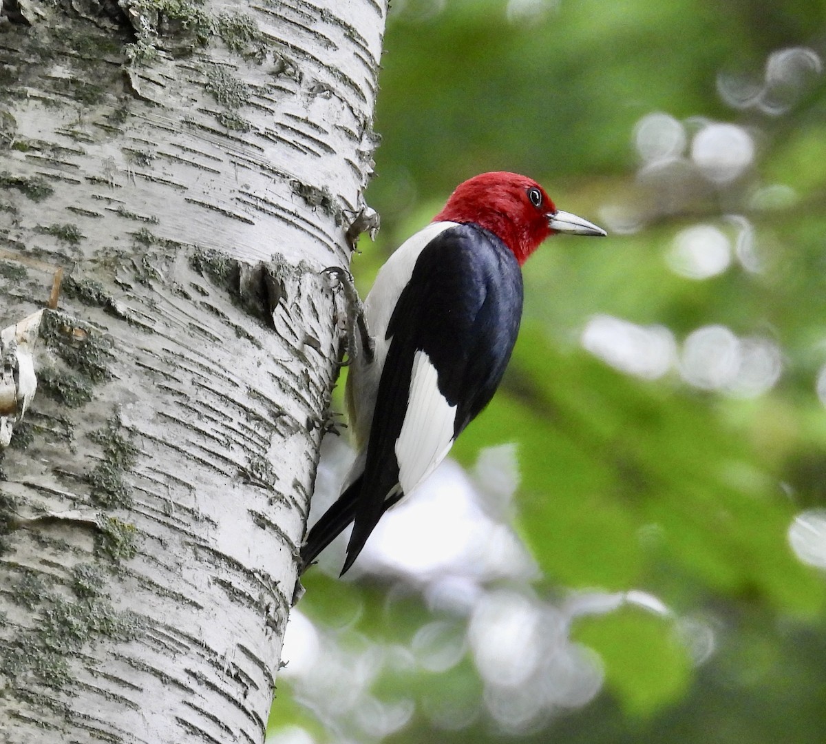 Red-headed Woodpecker ML600195371