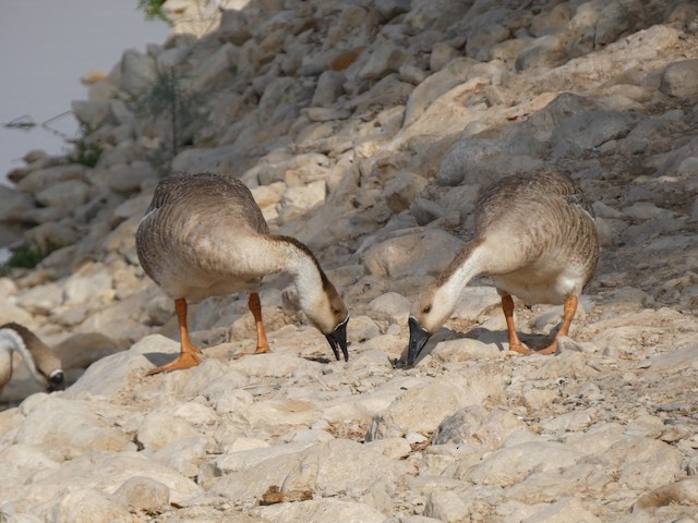 geese austin