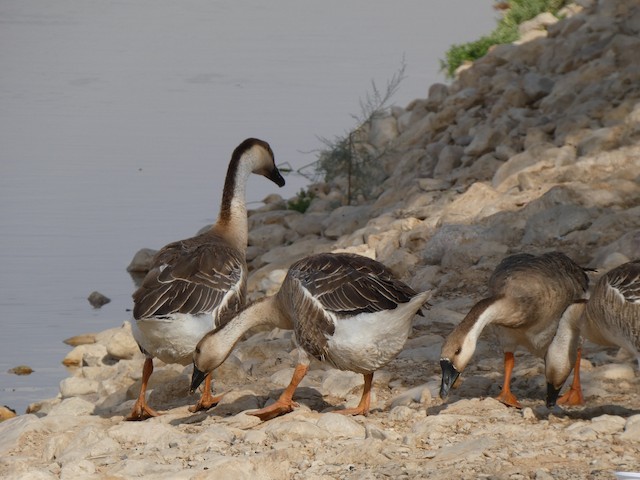 geese austin