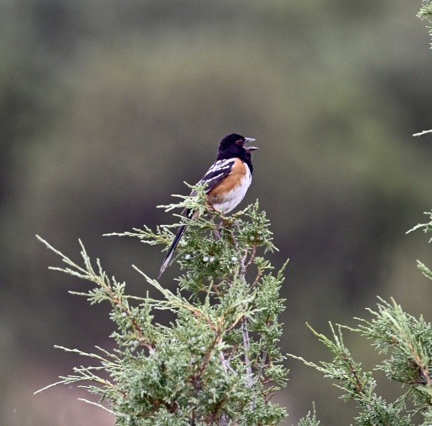 Spotted Towhee - ML600210831