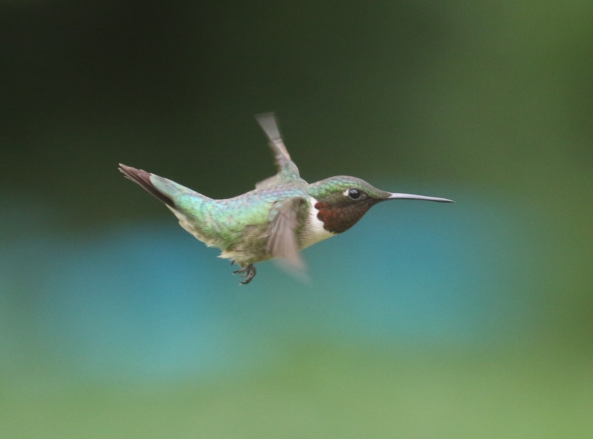 Ruby-throated Hummingbird - ML600216371