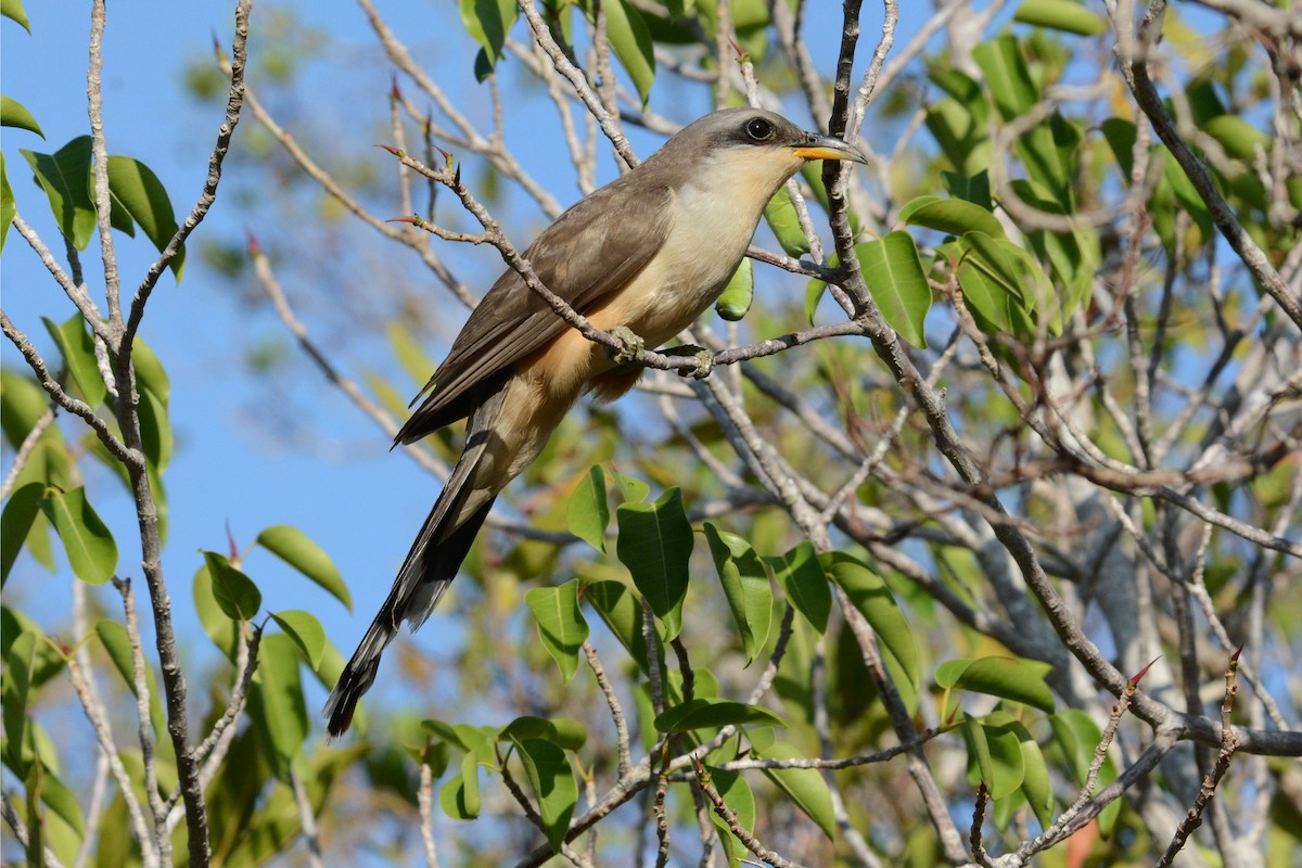 Mangrove Cuckoo - Janet Rathjen