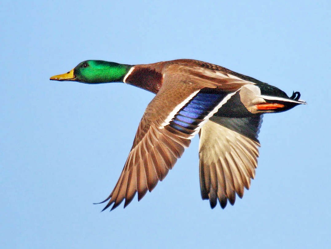mallard dunks