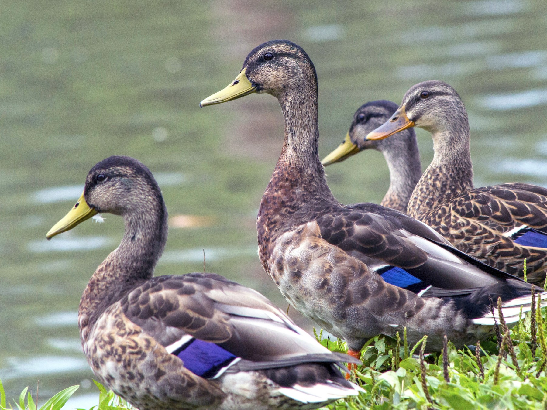 Mallard Male