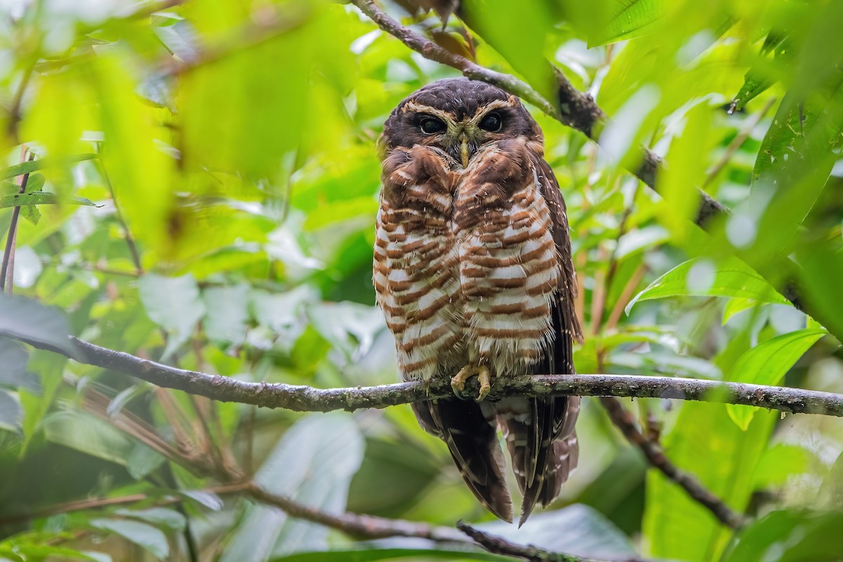 Band-bellied Owl - ML600220761