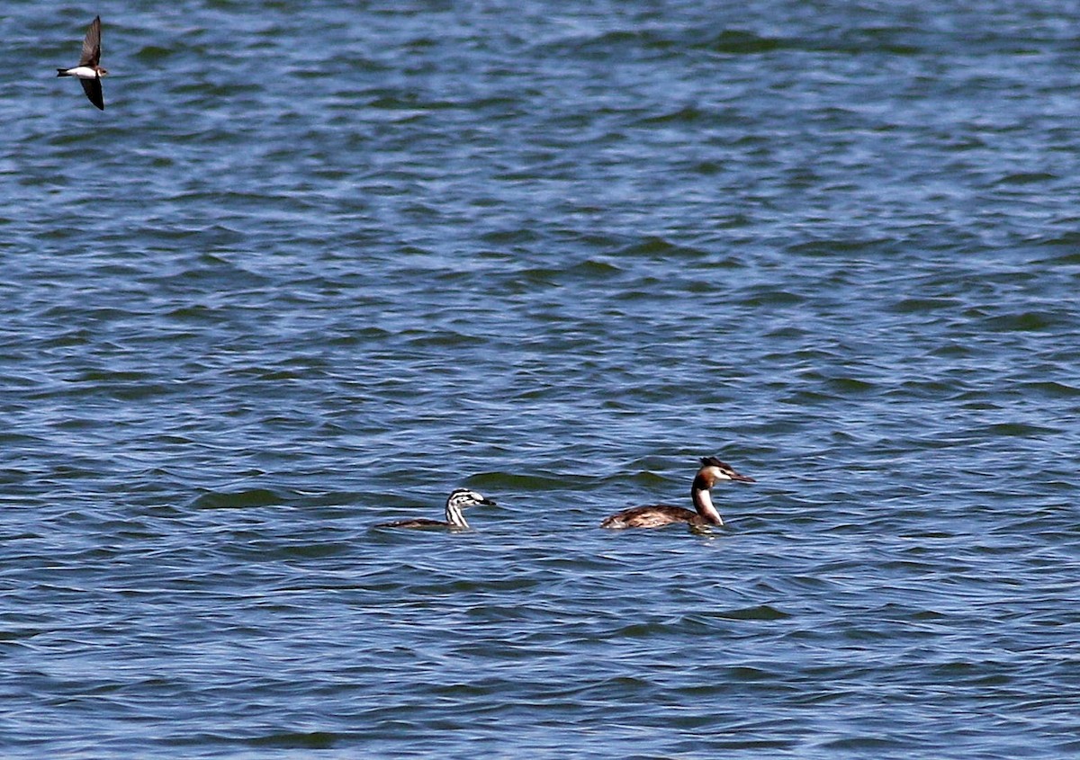 Great Crested Grebe - ML600224951