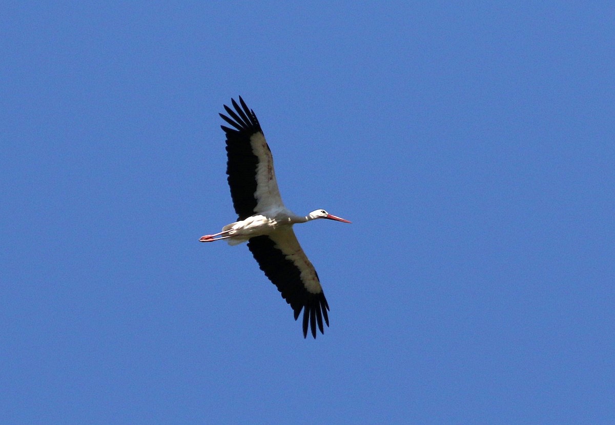 White Stork - ML600225841
